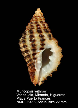 Muricopsis withrowi.jpg - Muricopsis withrowi Vokes & Houart,1986